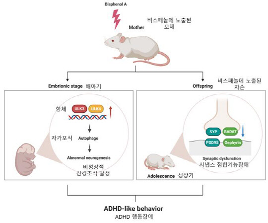 안전성평가연구소는 임신 중 대표적인 화학물질인 비스페놀A 노출이 태아의 뇌 발달에 영향을 미치는 사실을 동물실험을 통해 규명했다.  안전성평가연 제공